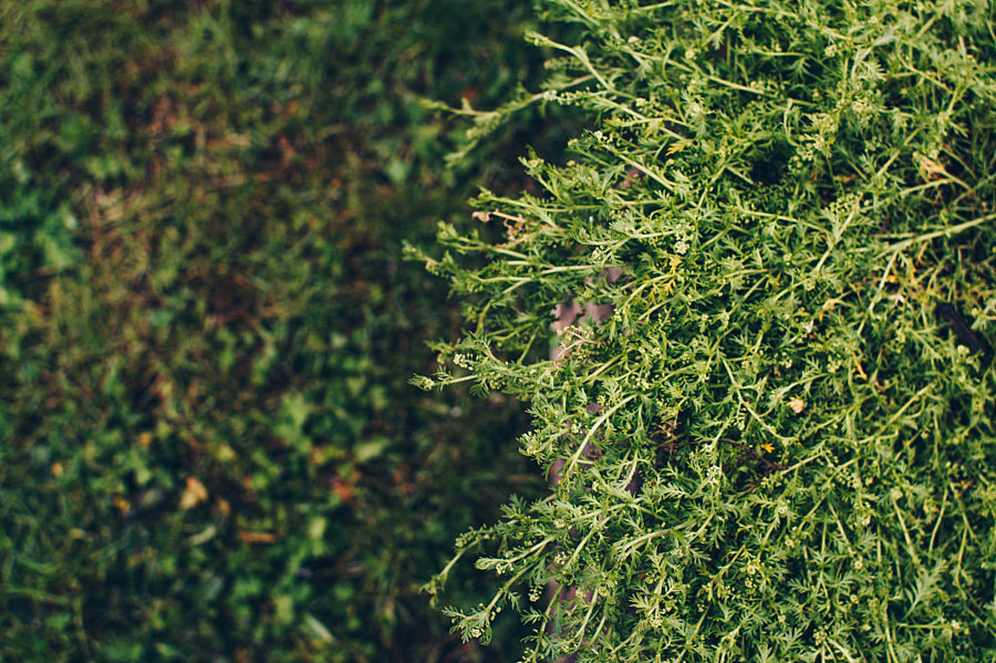 Seeds of Change A Garden of Ballast Flora Groot Begijnhof University